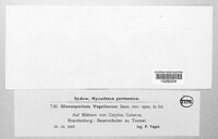 Gloeosporium vogelianum image